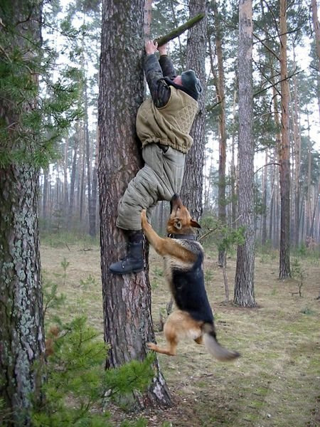 dog_178.jpg