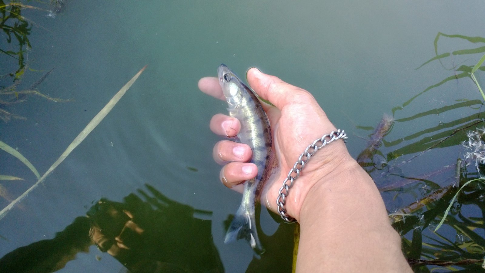 WP_20130818_007.jpg