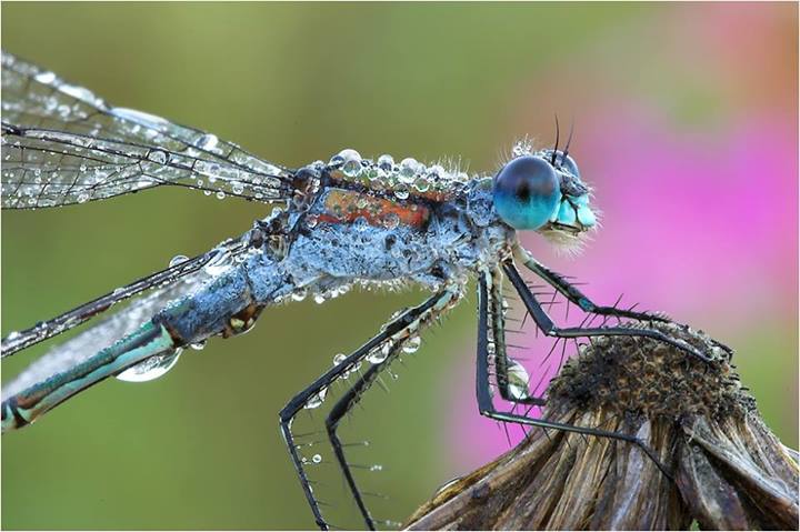 dragonfly.jpg