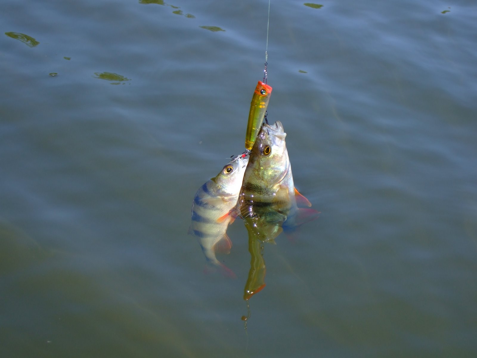 DSCF2291.JPG