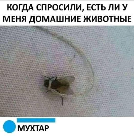 Мухтар.jpg