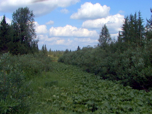 верховья Шарью 1.jpg