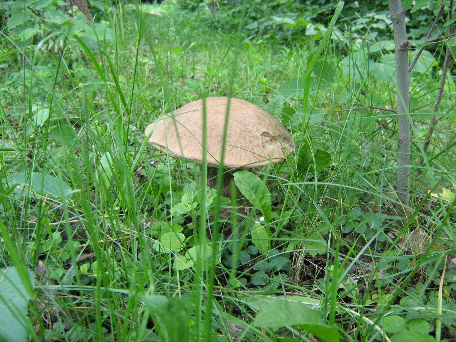 IMG_1787.JPG