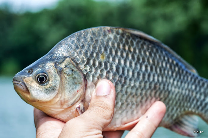 20130626_Fishing_Mizoch_042[1].jpg