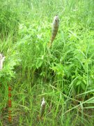 DSCN5987.JPG