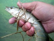 DSCN7302.JPG