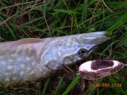DSCN9982.JPG