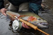 Graham-Steelhead-x.jpg