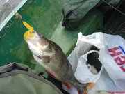 DSC00789.JPG