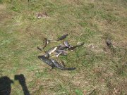 IMG_0588.JPG