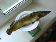 DSC00799.JPG