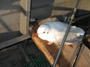 Косач08 043.jpg