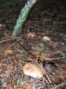 DSCN1627.jpg
