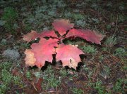 DSCN1633.JPG