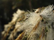 IMG_8685.jpg