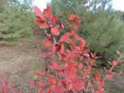 DSC00791.JPG