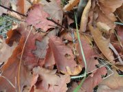 DSC00795.JPG
