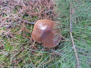 DSC00797.JPG