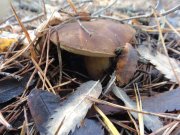 DSC00809.JPG