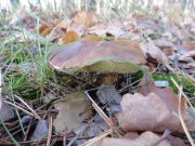DSC00810.JPG