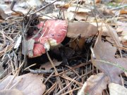 DSC00812.JPG