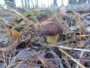 DSC00815.JPG