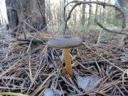 DSC00816.JPG