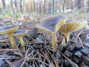 DSC00817.JPG