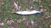DSC_1184.jpg