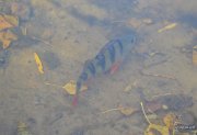 DSC_1551.JPG