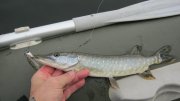 IMG_1826.jpg