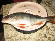 IMG_4462.JPG