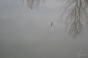 DSC_1615.jpg