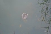 DSC_1613.jpg