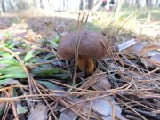 DSC00908.JPG