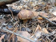 DSC00917.JPG
