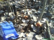 DSC019741.jpg