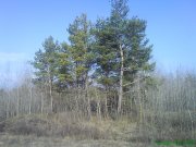 DSC019711.jpg