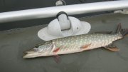 IMG_1866.jpg