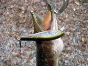 IMG_41271.jpg