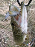 IMG_41301.jpg