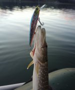 Duel Harcore Minnow Flat 110SP.jpg