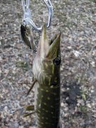 IMG_41661.jpg