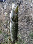 IMG_41671.jpg