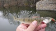IMG_1903.jpg