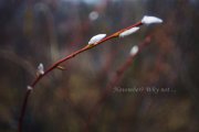 IMG_1200_resize_00.jpg