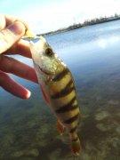 IMG_20131129_123735_0.jpg