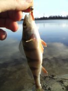IMG_20131129_131624_0.jpg