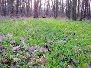 IMG_6296.JPG