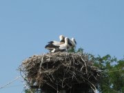IMG_0292.JPG